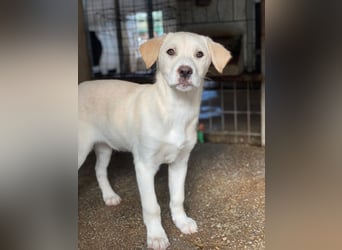 Liena, geb. ca. 12/2025, lebt in GRIECHENLAND, im städt. Tierheim Serres