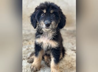 Ginger, geb. ca. 05/2026, lebt in GRIECHENLAND, im städt. Tierheim Serres