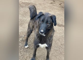 Niabi, geb. ca. 05/2023, lebt in GRIECHENLAND, im städt. Tierheim Serres