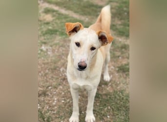 Kalena, geb. ca. 01/2025, lebt in GRIECHENLAND, im städt. Tierheim Serres