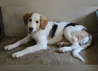 Katra, geb. ca. 04/2025, lebt in GRIECHENLAND, im städt. Tierheim Serres