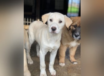 Liena, geb. ca. 12/2025, lebt in GRIECHENLAND, im städt. Tierheim Serres