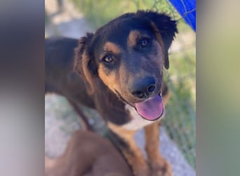 Quasti, geb. ca. 02/2025, lebt in GRIECHENLAND, auf einer privaten Pflegestelle