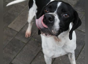 Attila, geb. ca. 08/2024, lebt auf einer Pflegestelle in 67735 Mehlbach