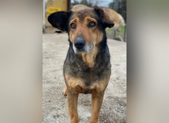 Violetta, geb. ca. 09/2018, lebt in GRIECHENLAND, im städt. Tierheim Serres