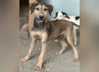 Woody, geb. ca. 02/2026, lebt in GRIECHENLAND, im städt. Tierheim Serres