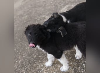 Baron, geb. ca. 12/2023, lebt in GRIECHENLAND, auf einem Gelände, Hunde werden notdürftig versorgt