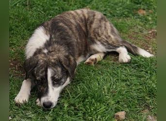 Paula, geb. ca. 07/2023, lebt in GRIECHENLAND, auf einem Gelände, Hunde werden notdürftig versorgt