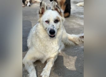 Hope, geb. ca. 03/2024, lebt in GRIECHENLAND, im städt. Tierheim Serres