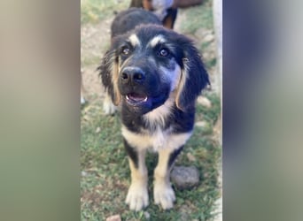 Quana, geb. ca. 02/2025, lebt in GRIECHENLAND, auf einer privaten Pflegestelle