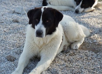 Zola, geb. ca. 01/2025, lebt in GRIECHENLAND, im städt. Tierheim Serres