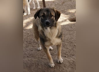 Davio, geb. ca. 06/2023, lebt in GRIECHENLAND, im städt. Tierheim Serres