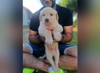  Fluffy-Boo, geb. ca. 04/2026, lebt auf einer Pflegestelle in 44651 Herne