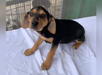 Linaria, geb. ca. 12/2025, lebt in GRIECHENLAND, im städt. Tierheim Serres