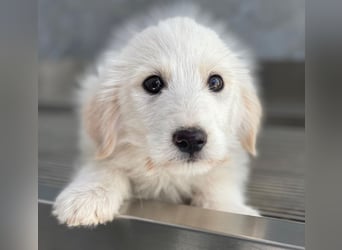 Zucker, geb. ca. 01/2026, lebt in GRIECHENLAND, auf einer privaten Pflegestelle