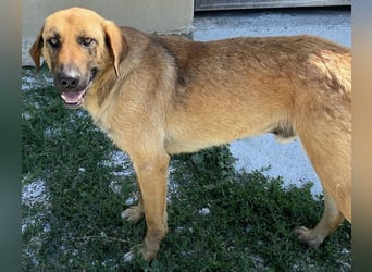 Xawi, geb. ca. 12/2019, lebt in GRIECHENLAND, im städt. Tierheim Serres