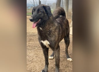 Niabi, geb. ca. 05/2023, lebt in GRIECHENLAND, im städt. Tierheim Serres