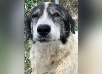 Askal, geb. ca. 07/2015, lebt in GRIECHENLAND, im städt. Tierheim Serres