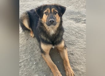 Glinda, geb. ca. 07/2025, lebt in GRIECHENLAND, im städt. Tierheim Serres