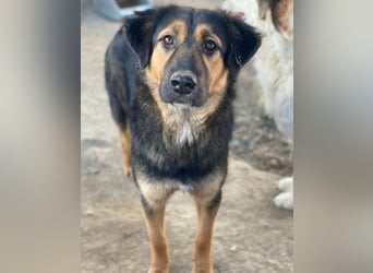 Glinda, geb. ca. 07/2025, lebt in GRIECHENLAND, im städt. Tierheim Serres