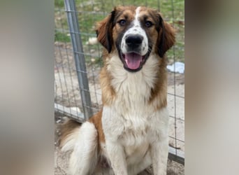 Barkley, geb. ca. 10/2024, lebt in GRIECHENLAND, auf einer privaten Pflegestelle