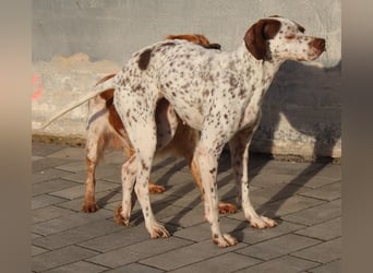  Acira, geb. ca. 04/2023, lebt auf einer Pflegestelle in 67735 Mehlbach