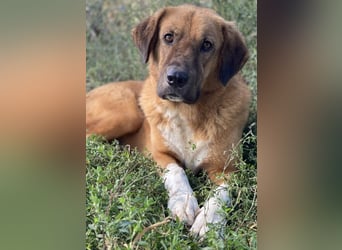 Maletto, geb. ca. 09/2018, lebt in GRIECHENLAND, im städt. Tierheim Serres