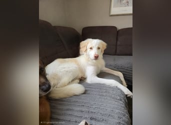 Balda, geb. ca. 02/2025, lebt auf einer Pflegestelle in 26826 Weener