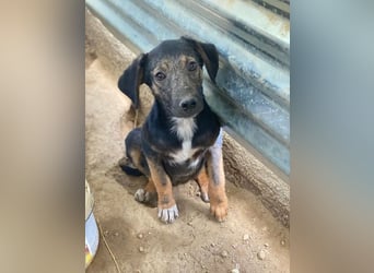 Miranda, geb. ca. 01/2026, lebt in GRIECHENLAND, auf einer privaten Pflegestelle