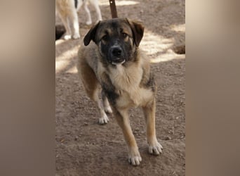 Davio, geb. ca. 06/2023, lebt in GRIECHENLAND, im städt. Tierheim Serres