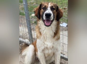 Barkley, geb. ca. 10/2024, lebt in GRIECHENLAND, auf einer privaten Pflegestelle