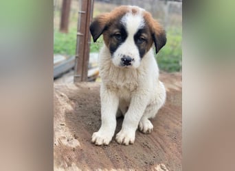 Diavolo, geb. ca. 11/2025, lebt in GRIECHENLAND, auf einer privaten Pflegestelle