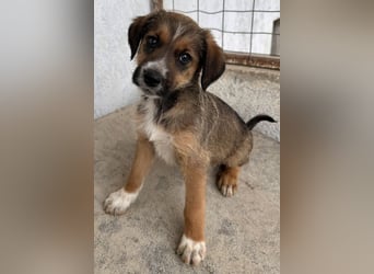 Naveen, geb. ca. 02/2026, lebt in GRIECHENLAND, im städt. Tierheim Serres
