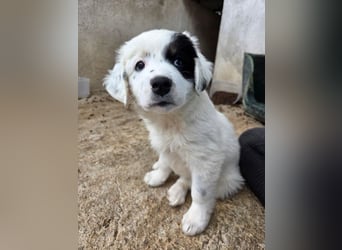 Mary, geb. ca. 02/2026, lebt in GRIECHENLAND, im städt. Tierheim Serres