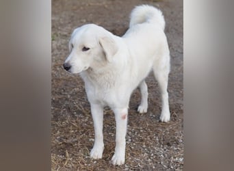 Idallo, geb. ca. 12/2020, lebt in GRIECHENLAND, im städt. Tierheim Serres