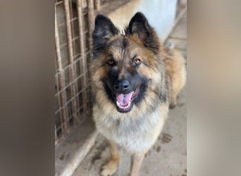 Joey, geb. ca. 08/2025, lebt in GRIECHENLAND, auf einer privaten Pflegestelle