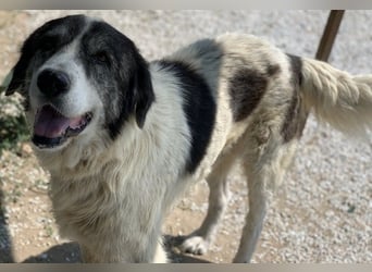 Askal, geb. ca. 07/2015, lebt in GRIECHENLAND, im städt. Tierheim Serres