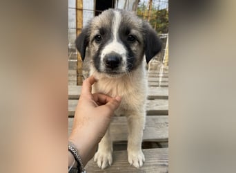 Grace, geb. ca. 08/2022, lebt in GRIECHENLAND, auf einer privaten Pflegestelle