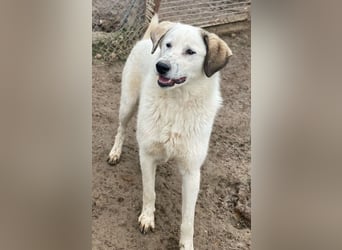  Maximus, geb. ca. 04/2024, lebt in GRIECHENLAND, im städt. Tierheim Serres   