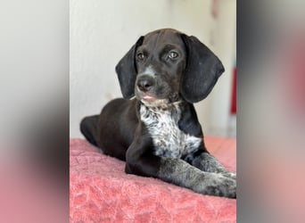 Kiki, geb. ca. 06/2026, lebt in GRIECHENLAND, im städt. Tierheim Serres