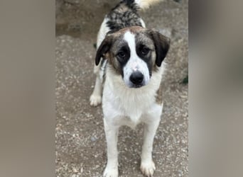 Lexya, geb. ca. 02/2025, lebt in GRIECHENLAND, im städtischen Tierheim
