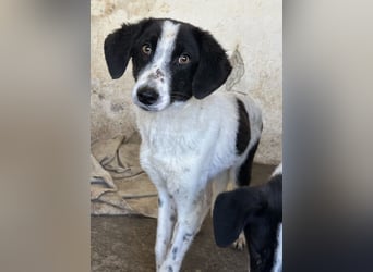 Amora, geb. ca. 03/2024, lebt in GRIECHENLAND, auf einer privaten Pflegestelle