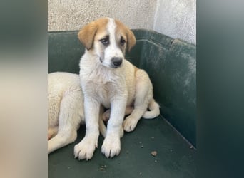Alma, geb. ca. 02/2026, lebt in GRIECHENLAND, im städt. Tierheim Serres