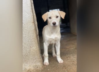 Liena, geb. ca. 12/2025, lebt in GRIECHENLAND, im städt. Tierheim Serres