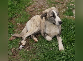 Xabi, geb. ca. 07/2023, lebt in GRIECHENLAND, auf einem Gelände, Hunde werden notdürftig versorgt