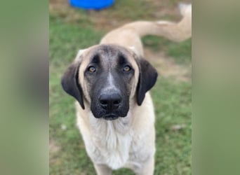 Twixx, geb. ca. 03/2025, lebt in GRIECHENLAND, im städt. Tierheim Serres