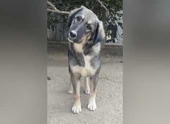 Karla, geb. ca. 03/2023, lebt in GRIECHENLAND, im städt. Tierheim Serres