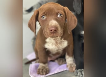 Castanea, geb. ca. 11/2025, lebt in GRIECHENLAND, auf einer privaten Pflegestelle