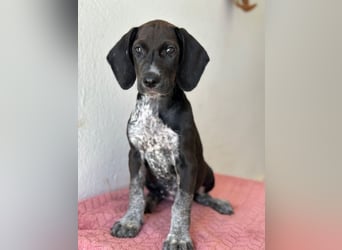 Kiki, geb. ca. 06/2026, lebt in GRIECHENLAND, im städt. Tierheim Serres