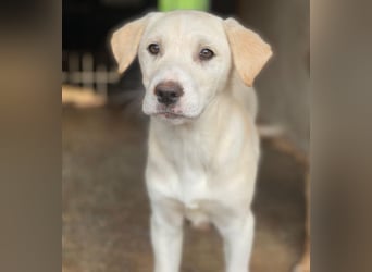 Liena, geb. ca. 12/2025, lebt in GRIECHENLAND, im städt. Tierheim Serres